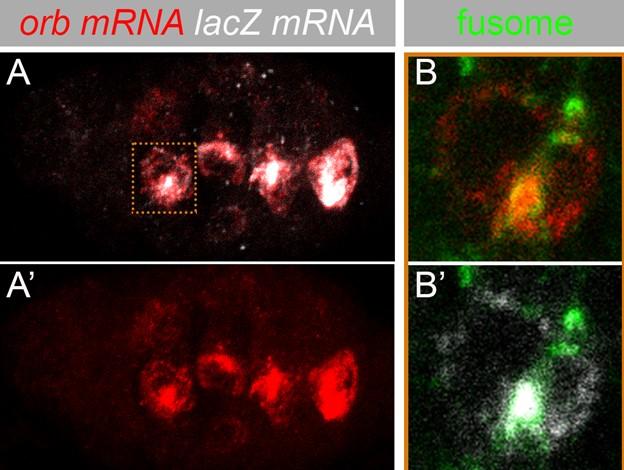 orb mRNA